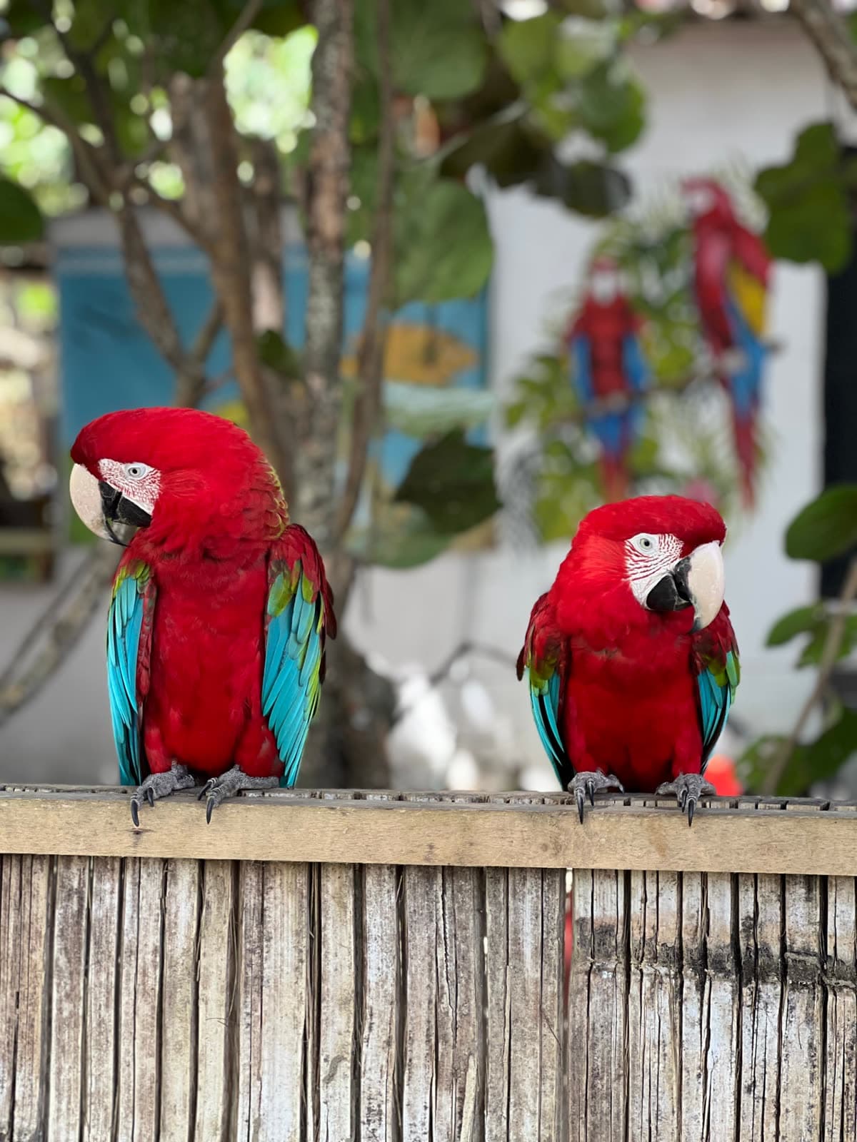 Two scarlet macaws perched on a wooden fence in Taganga